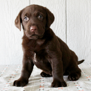 Labrador Retriever Puppy Francine
