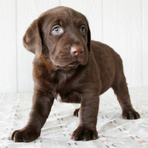Labrador Retriever Puppy Francine