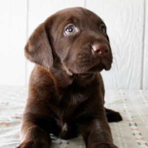 Labrador Retriever Puppy Francine