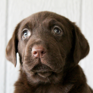 Labrador Retriever Puppy Francine