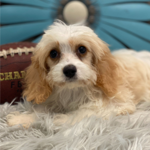 Cavachon Puppy Gage