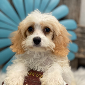 Cavachon Puppy Gage