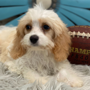Cavachon Puppy Gage
