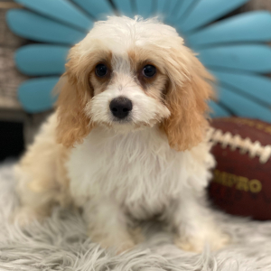 Cavachon Puppy Gage
