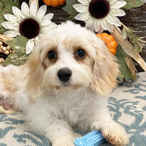 Cavachon Puppy Gage