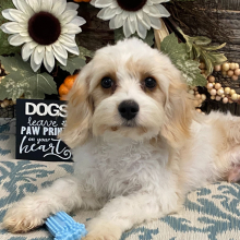 Cavachon Puppy Gage