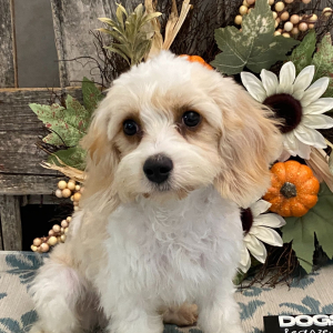 Cavachon Puppy Gage