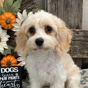 Cavachon Puppy Gage