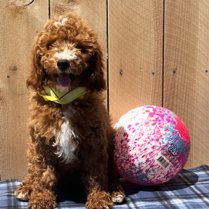 Goldendoodle Puppy Joey