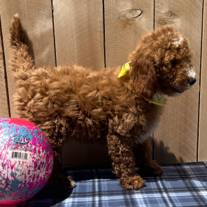 Goldendoodle Puppy Joey
