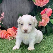 Havanese Puppy Prince