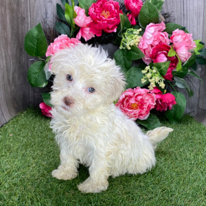 Havanese Puppy Prince