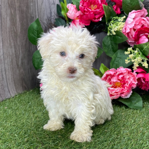 Havanese Puppy Prince