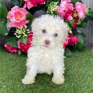 Havanese Puppy Prince
