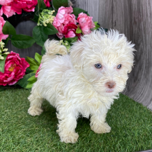 Havanese Puppy Prince