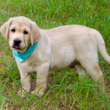 Labrador Retriever Puppy Chace