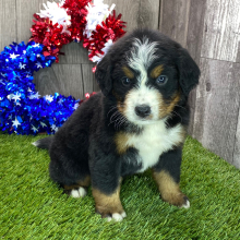 Bernese Mountain Dog Puppy Mason
