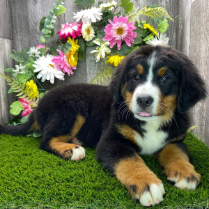 Bernese Mountain Dog Puppy Mason