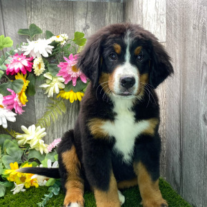 Bernese Mountain Dog Puppy Mason