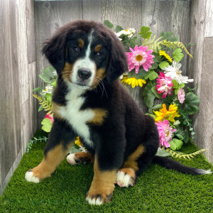 Bernese Mountain Dog Puppy Mason