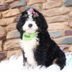 Bernedoodle Puppy Blair