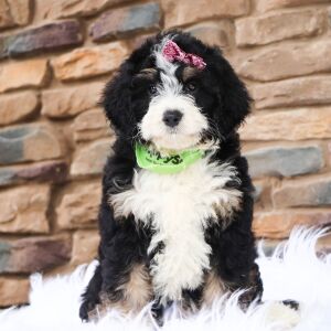 Bernedoodle Puppy Blair