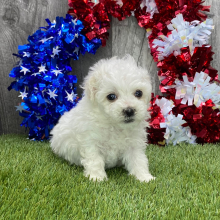 Maltipoo Puppy Natasha