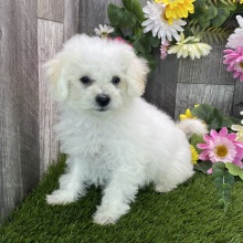Maltipoo Puppy Natasha