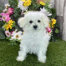 Maltipoo Puppy Natasha