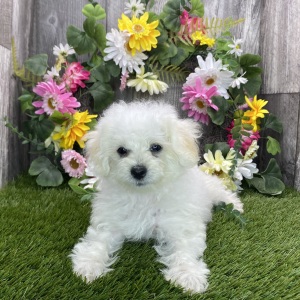 Maltipoo Puppy Natasha