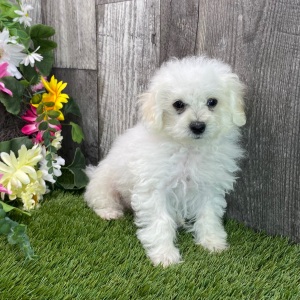 Maltipoo Puppy Natasha