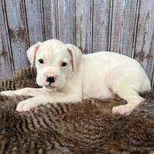 Boxer Puppy Marshal