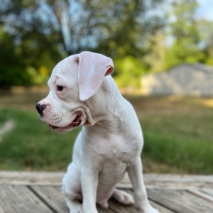Boxer Puppy Marshal