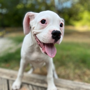 Boxer Puppy Marshal