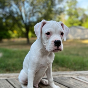 Boxer Puppy Marshal