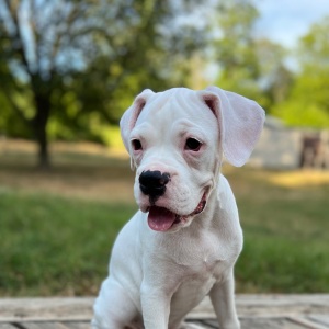 Boxer Puppy Marshal