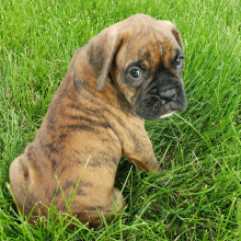 Boxer Puppy Annie