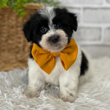 Havanese Puppy Sutton