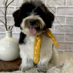 Havanese Puppy Sutton
