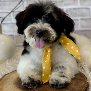 Havanese Puppy Sutton