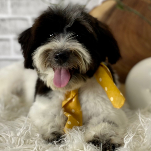 Havanese Puppy Sutton