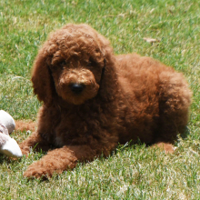 Poodle Puppy Nelly