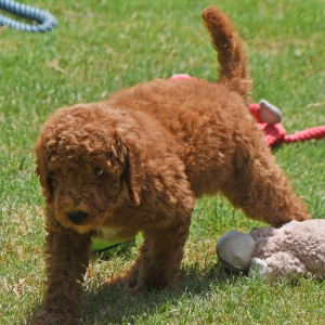 Poodle Puppy Nelly
