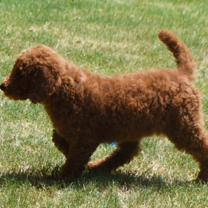 Poodle Puppy Nelly