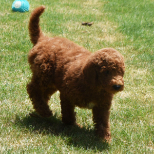 Poodle Puppy Nelly