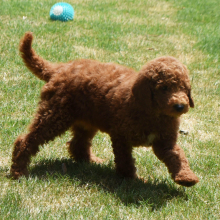 Poodle Puppy Nelly