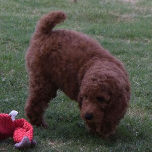 Poodle Puppy Maggi