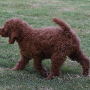 Poodle Puppy Maggi