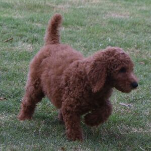 Poodle Puppy Maggi
