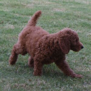 Poodle Puppy Maggi